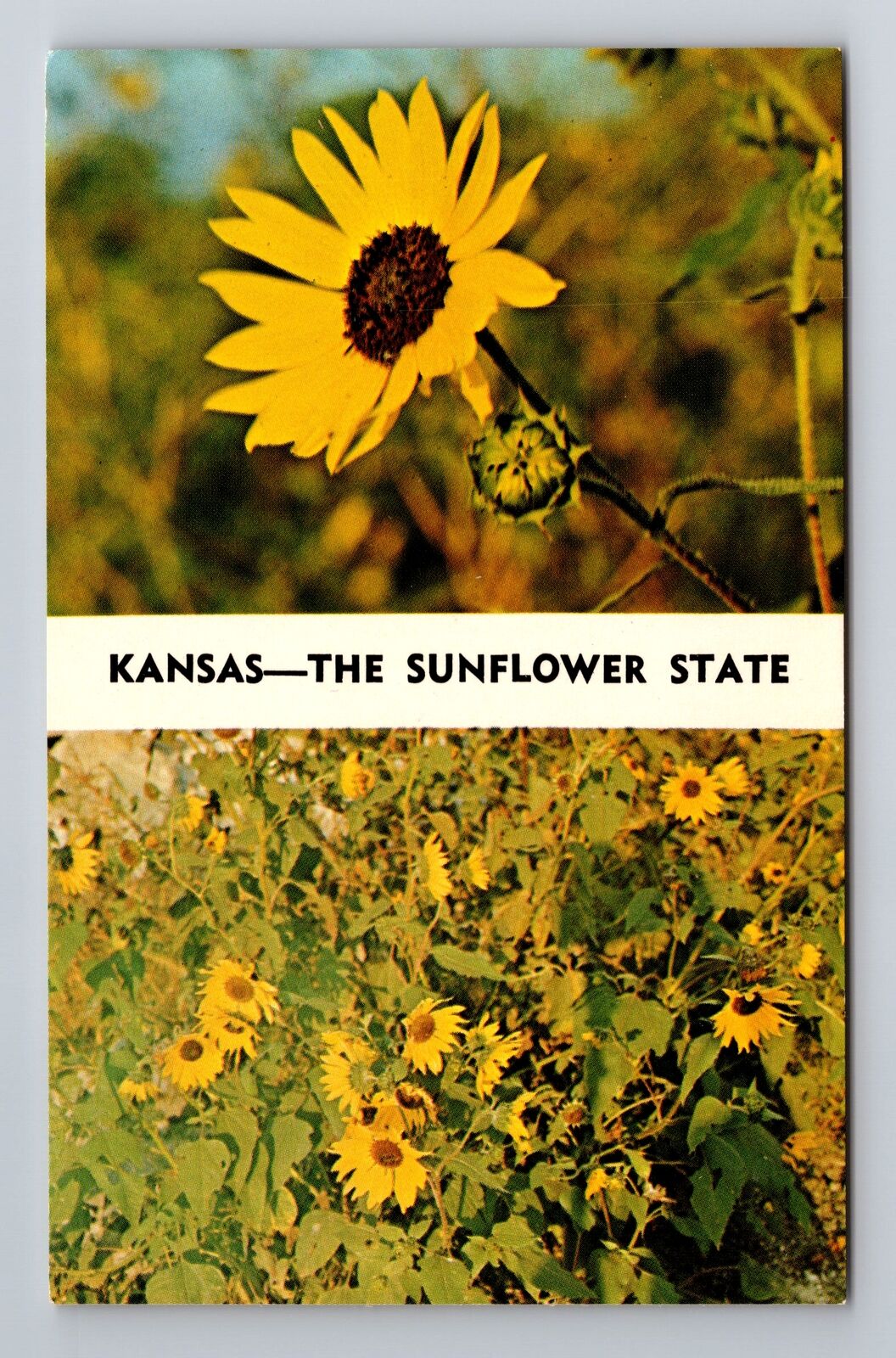 KS-Kansas, State Flower Sunflowers, General Greeting, Vintage Souvenir Postcard