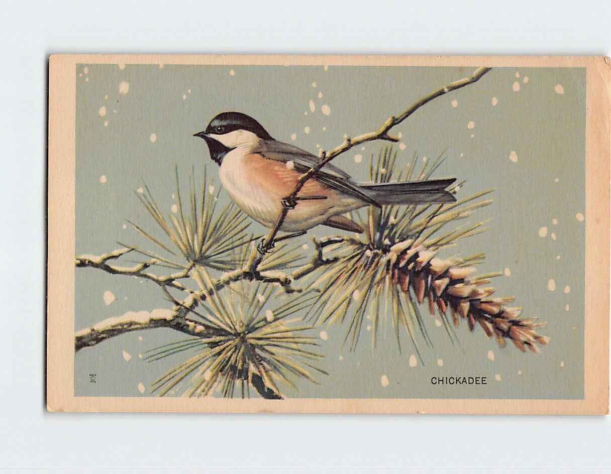 Postcard Chickadee National Wildlife Federation Wildlife Postcard Series