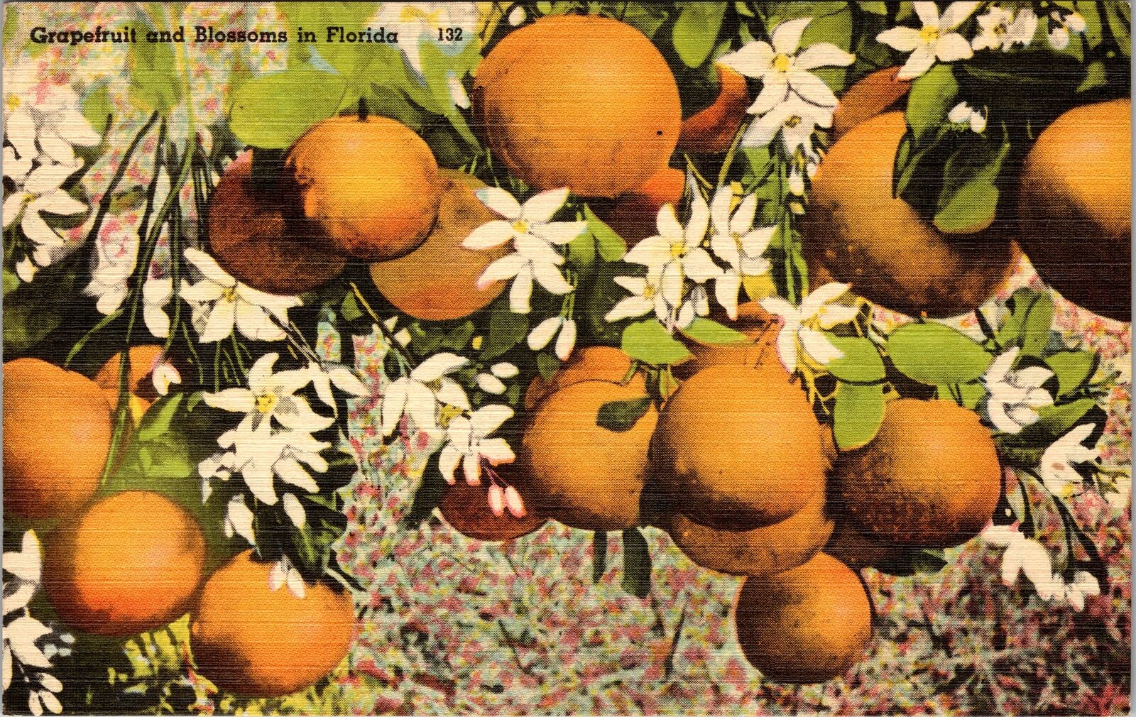 FL-Florida, Grapefruit And Blossoms Vintage Souvenir Postcard