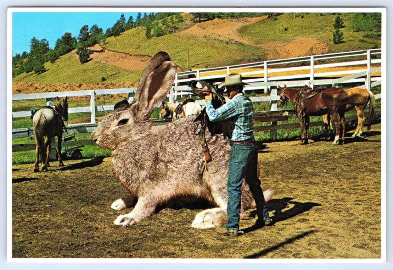 Postcard Saddling Up Big Jack Exaggeration Rabbit