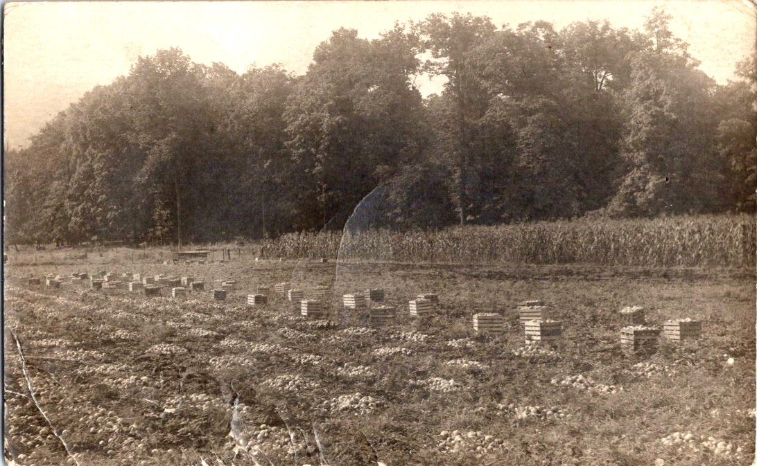 RPPC harvesting onion crop in Ohio 1915 postcard a53