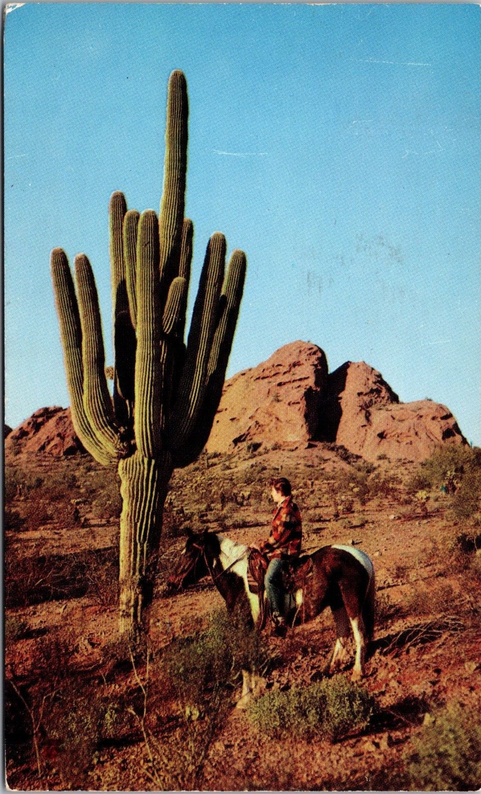 Postcard Posted  Giant Saguaro  Cactus Sentinel Of The Desert   Arizona   [dm]