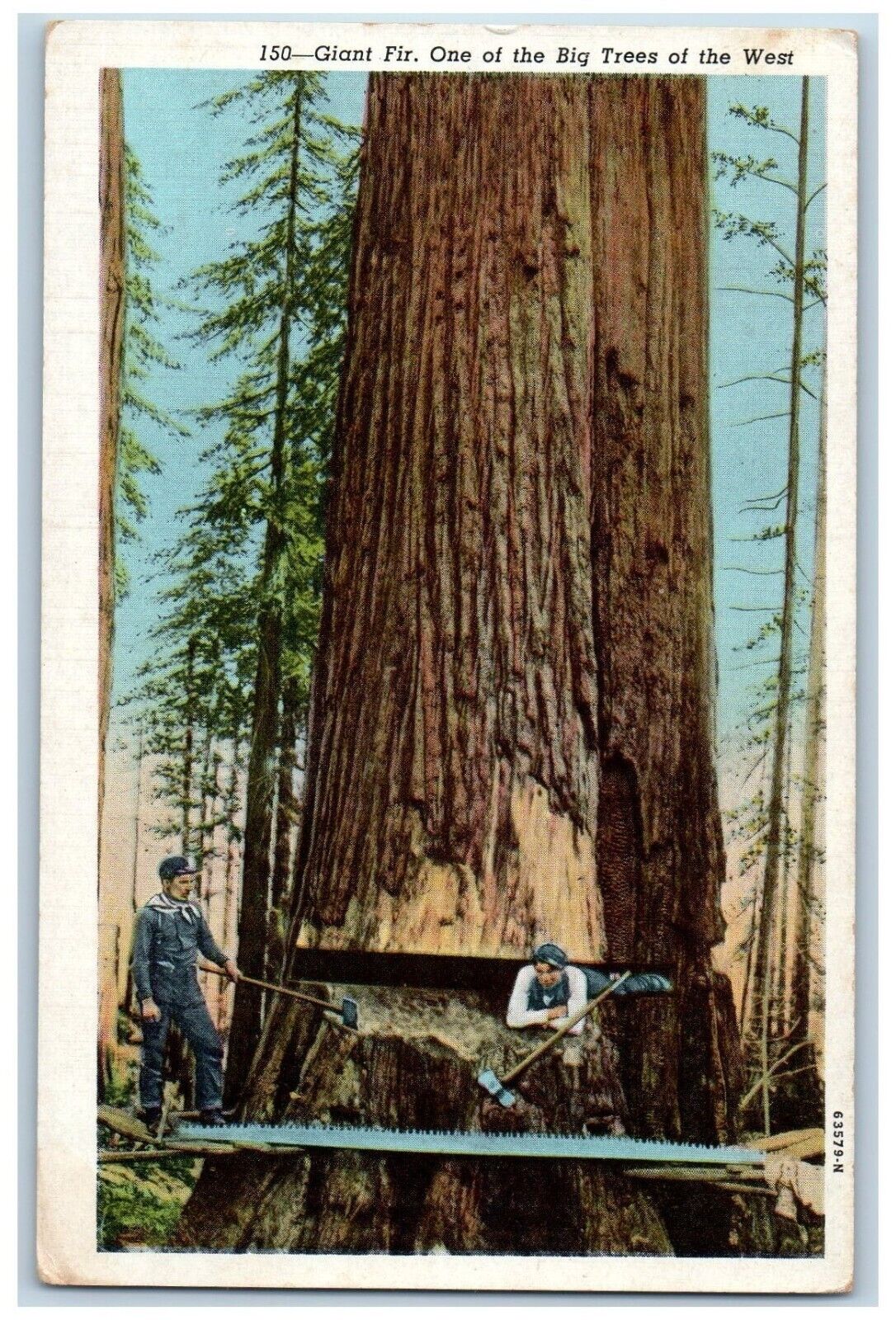 Washington WA Postcard Giant Fir One Of The Big Trees Of The West Logging c1930s