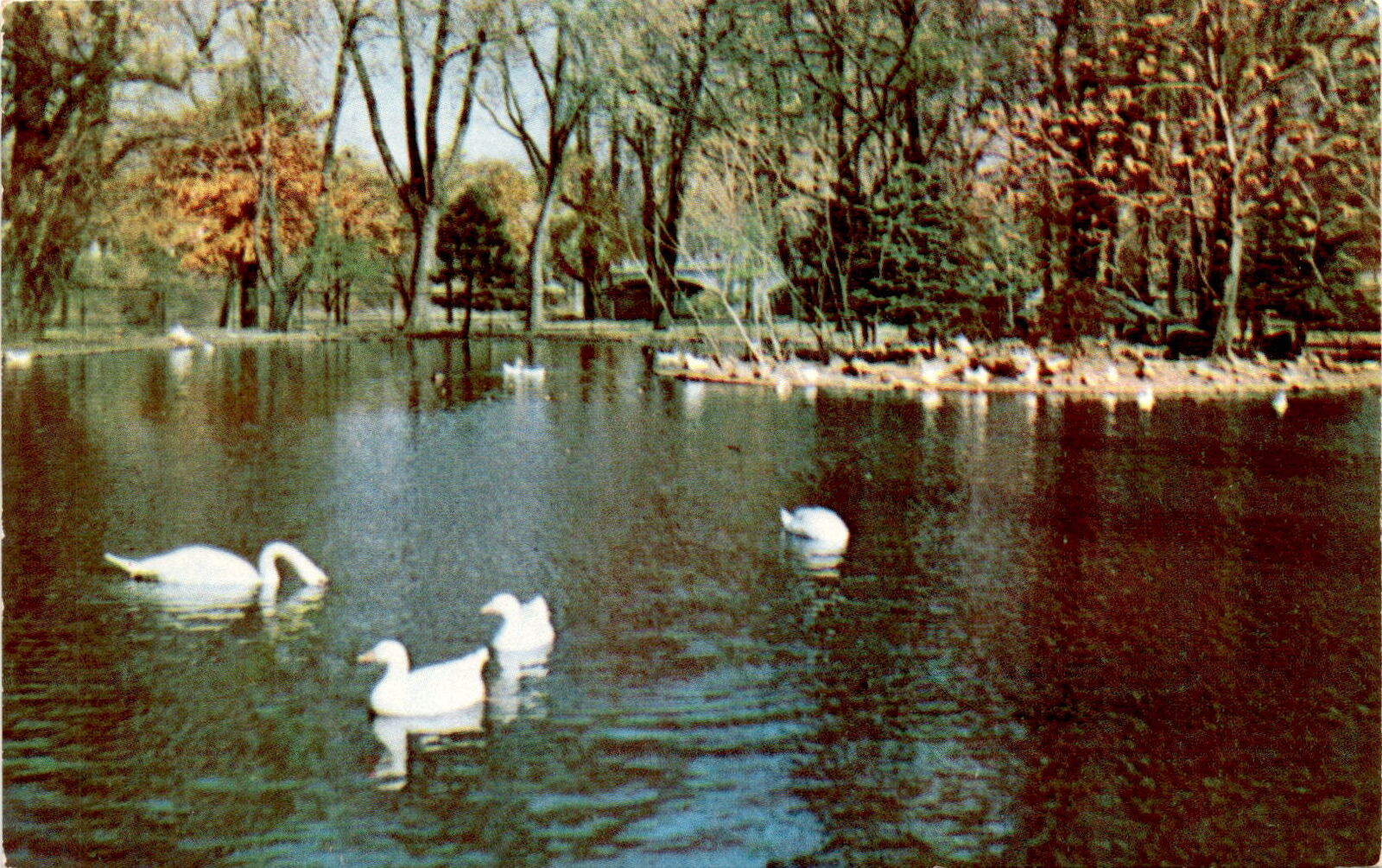 Leeper Park South Bend Indiana duck pond M Bruce Harlan Mrs Bierling po Postcard