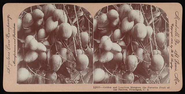 Nicaragua Golden and luscious mangoes, the favorite fruit of the - Old Photo