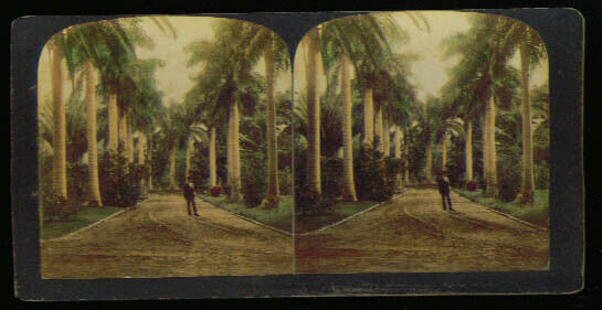 Avenue Royal Palms Honolulu Hawaii 1900 stereoview