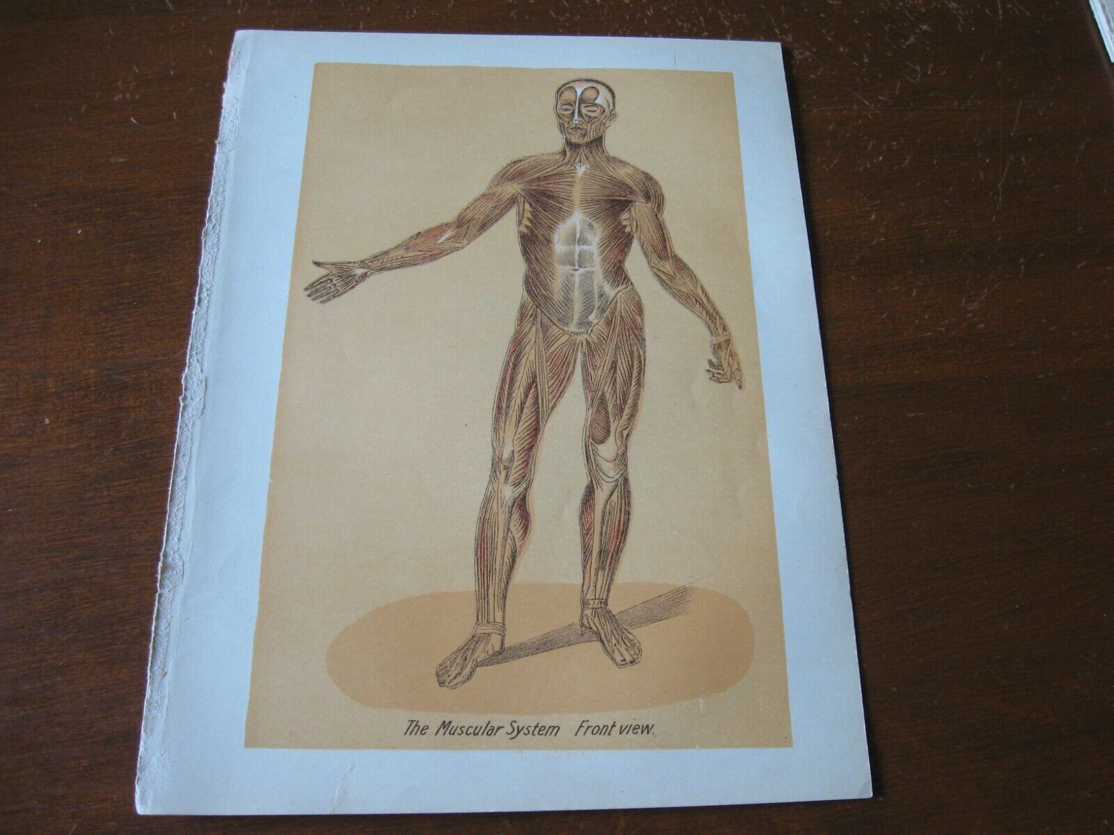 1915 Original MEDICAL PRINT - MUSCULAR SYSTEM Front View MUSCULE Anatomy