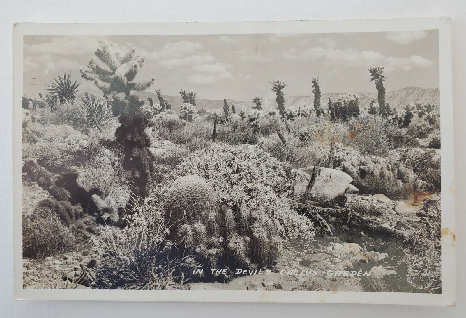 Riverside County, CA In the Devil's Cactus Garden Real Photo RPPC Postcard H62