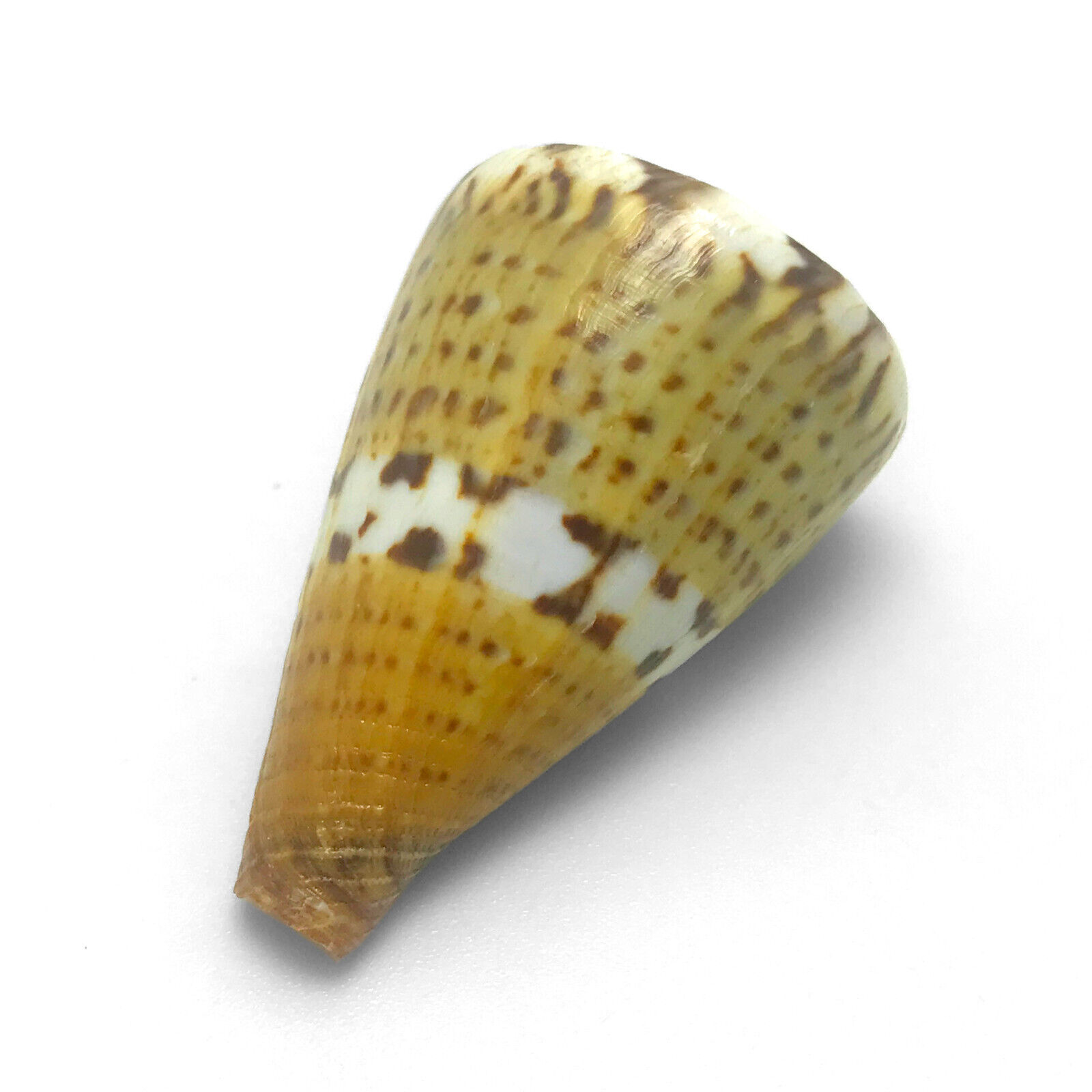 Captain\'s Cone Sea Shell Conus Capitaneus Unique Rare Sea Shell