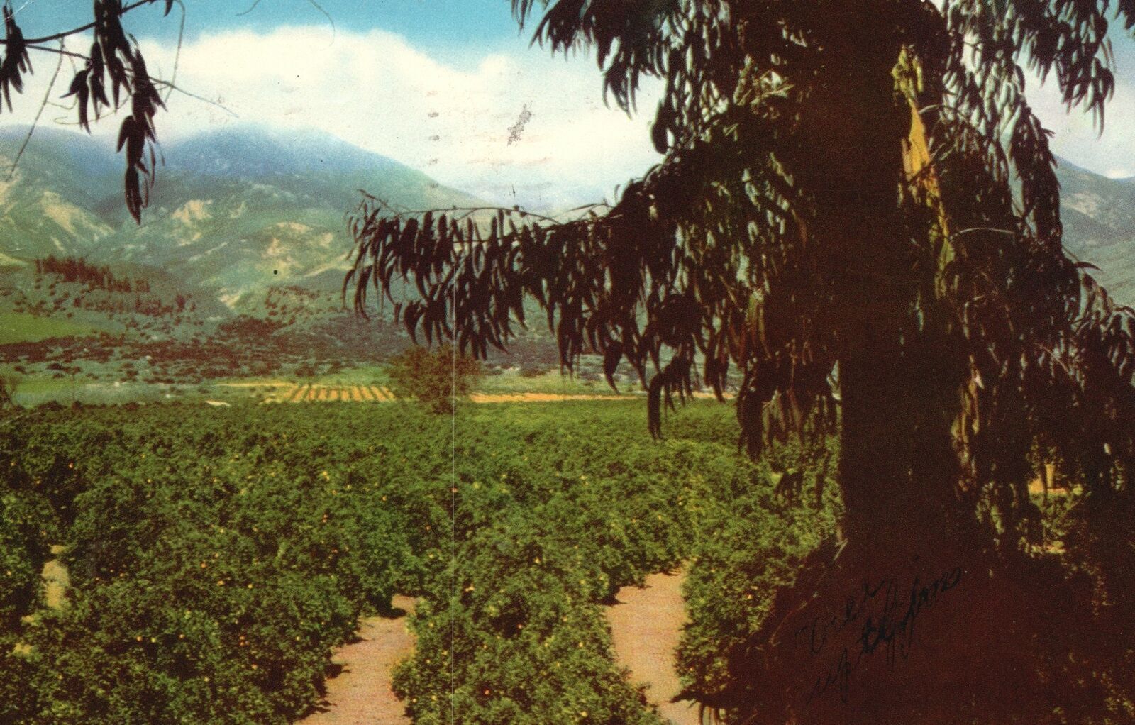 Vintage Postcard Orange & Lemon Grove Green Fragrant Southern California CA