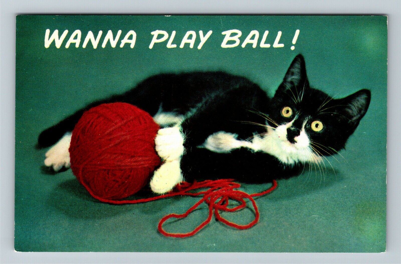 Wanna Play Ball Kitten With Yarn Vintage Postcard