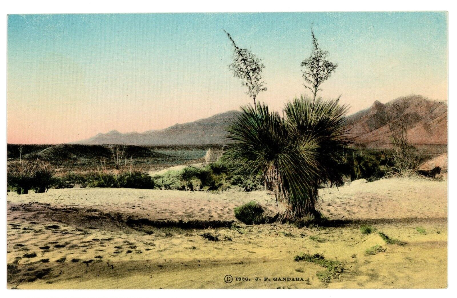 Mt Franklin TX Postcard Desert Blossoms near Mt Franklin Hand colored Albertype