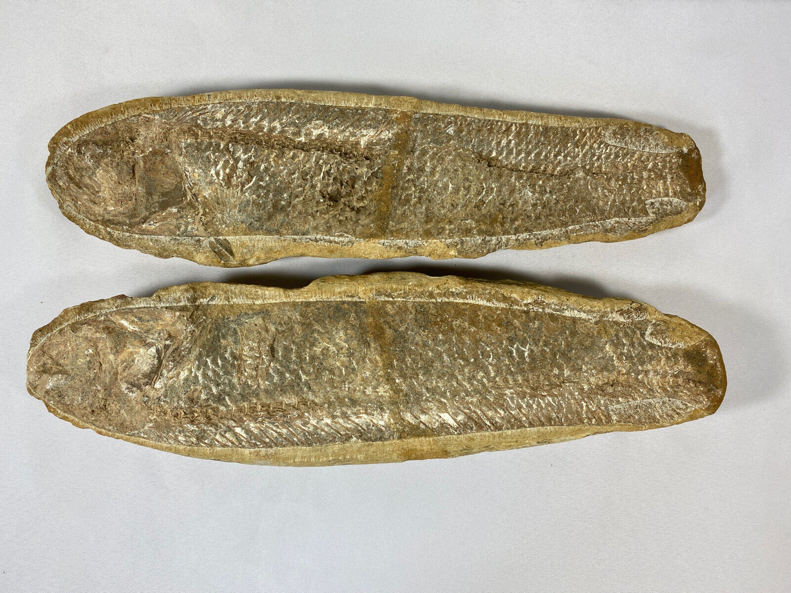 Large Double Sided Fish Fossils Incredibly Detailed High Quality