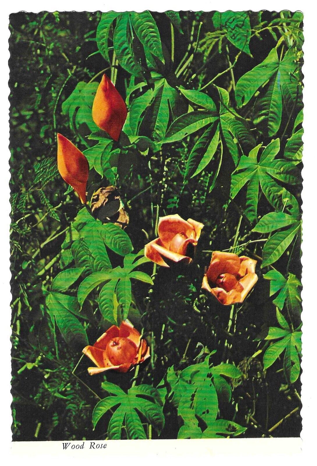 Vintage Hawaii Chrome Postcard Wood Rose Ipomea Tuberosa