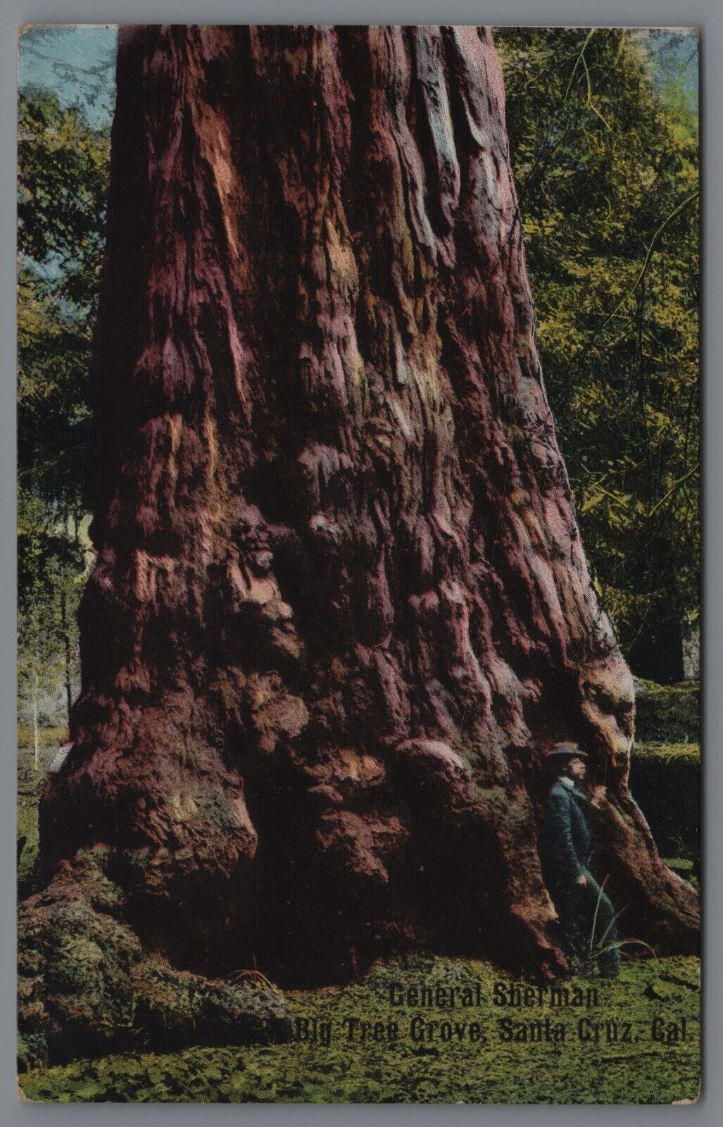 General Sherman Big Tree Grove Santa Cruz CA postcard A4