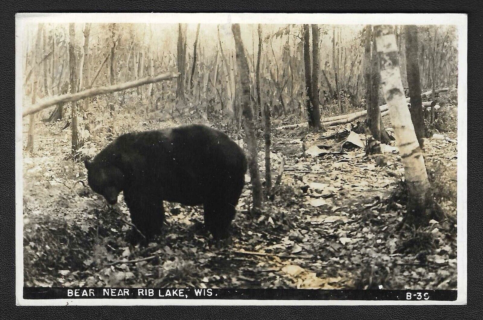 1948 BLACK BEAR NEAR RIB LAKE WISCONSIN VINTAGE RPPC REAL PHOTO POSTCARD