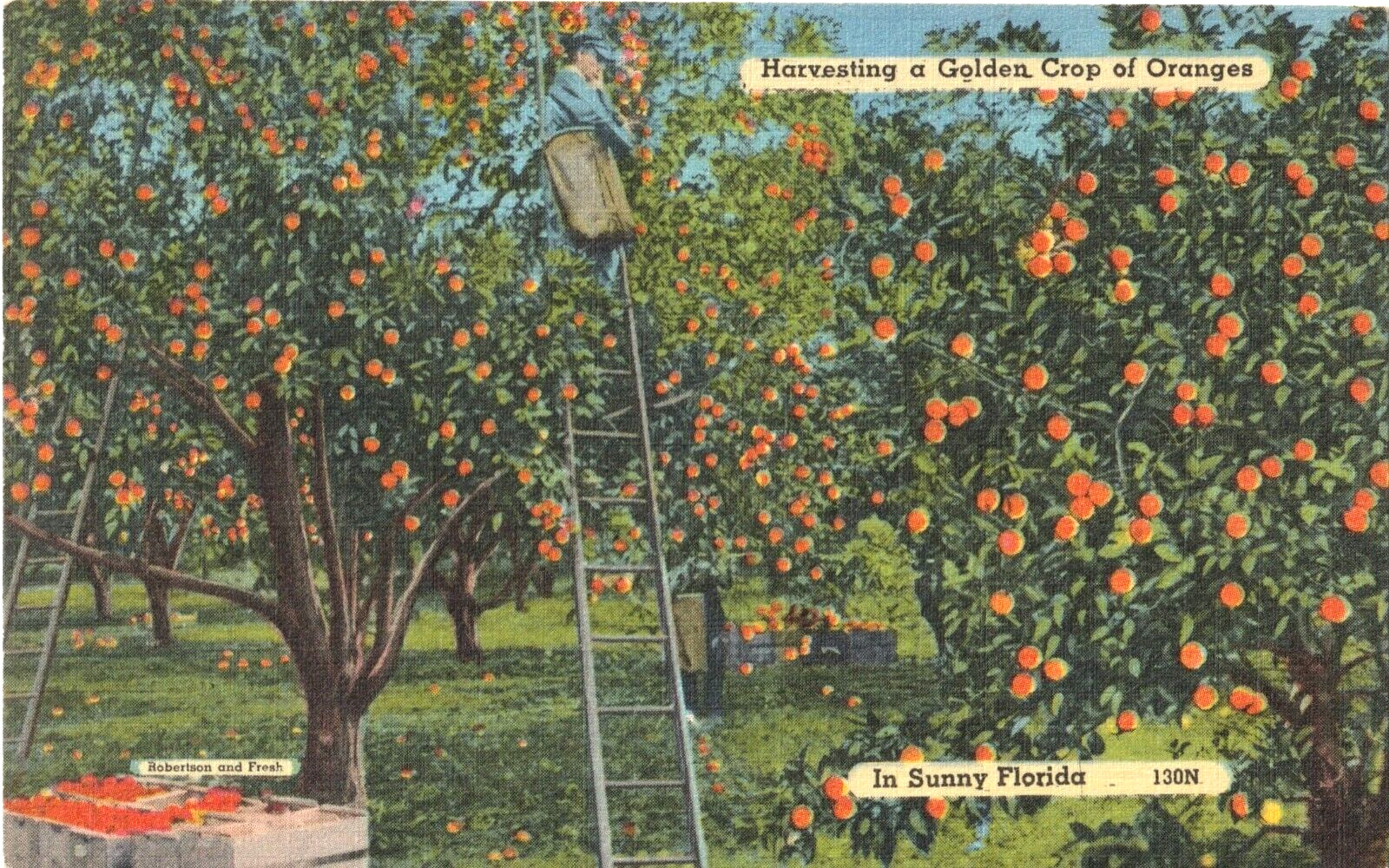Harvesting a Golden Crop of Oranges-Sunny Florida FL-unposted vintage