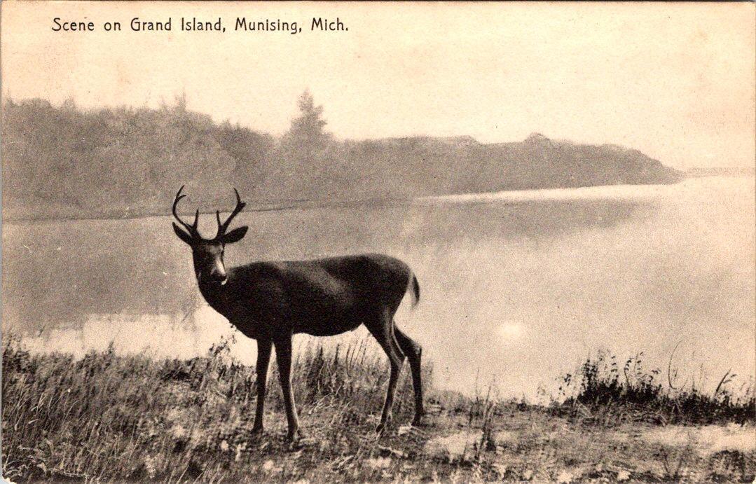 Munising, MI Michigan  DEER On GRAND ISLAND   ca1910\'s Rotograph B&W Postcard