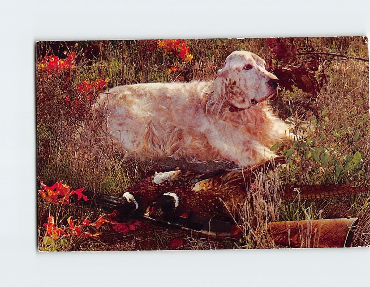 Postcard Pheasant hunting is real good here