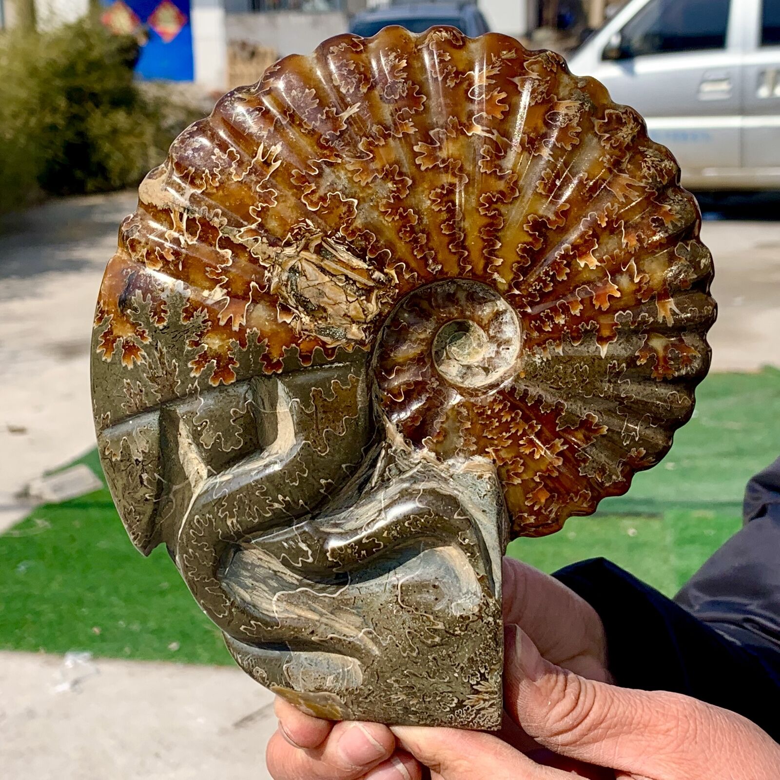 2.41LB Rare Natural Tentacle Ammonite FossilSpecimen Shell Healing Madagascar