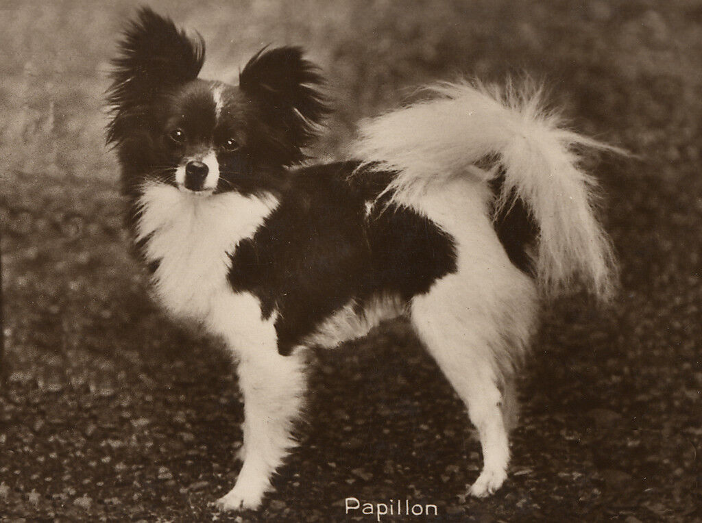 PAPILLON CHARMING DOG GREETINGS NOTE CARD LOVELY STANDING DOG