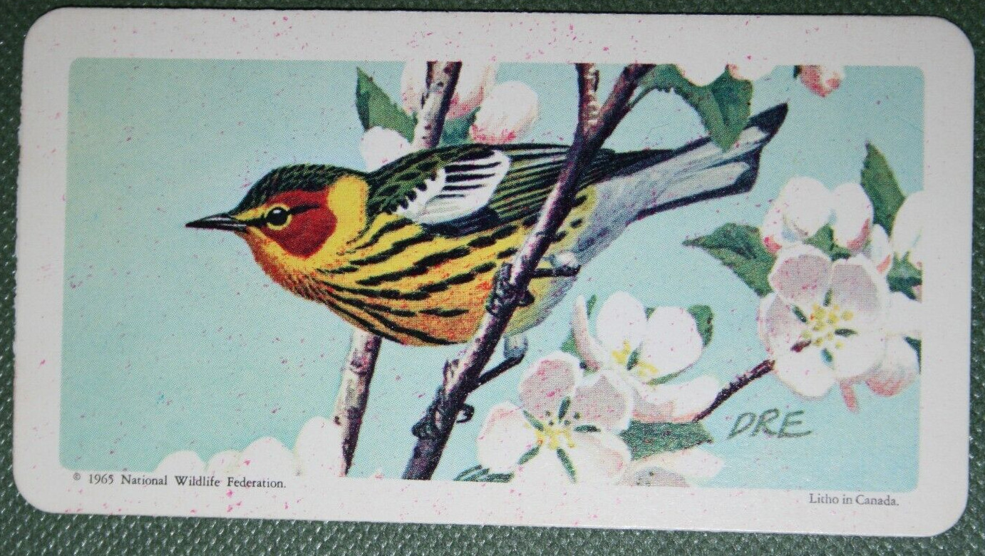CAPE MAY WARBLER   Vintage 1960\'s Illustrated Bird Card  DD24