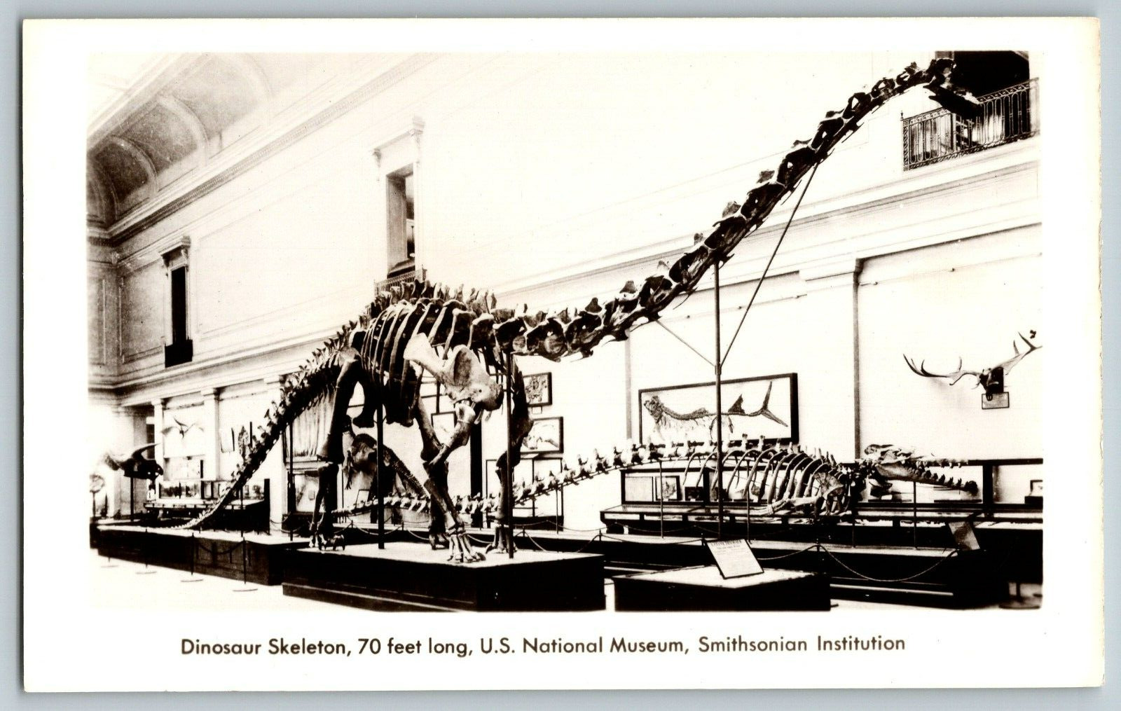 RPPC Vintage Postcard - Dinosaur Skeleton, 70 Ft. Long, Smithsonia Institution