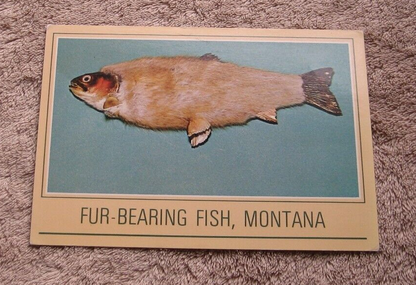 Montana Comic Fur Bearing Fish Trout Fishing 1950\'s Postcard Mel Kastella