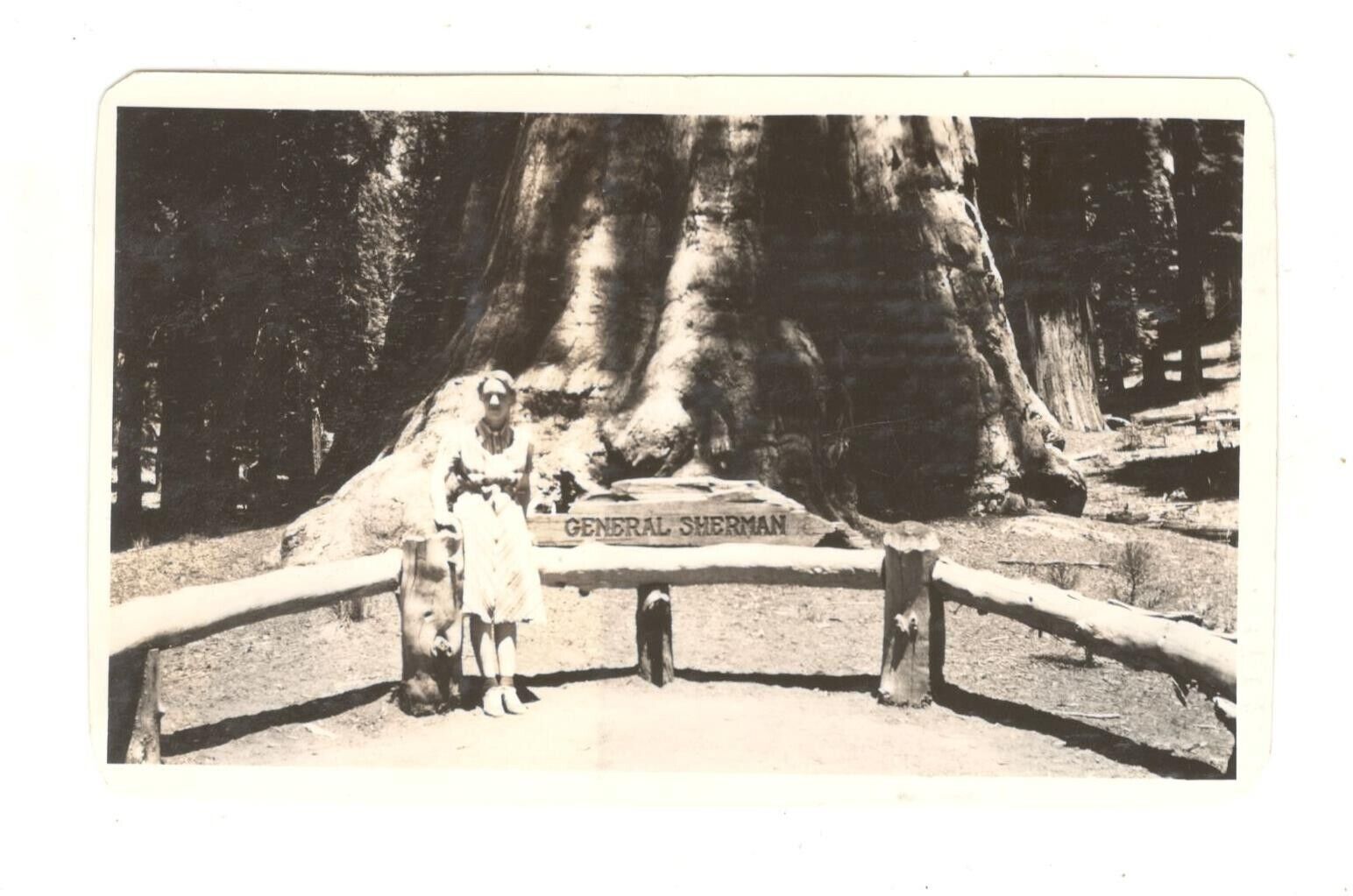 Vintage 1939 Photo Woman General Sherman Tree Sequoia California  1930\'s OLP32