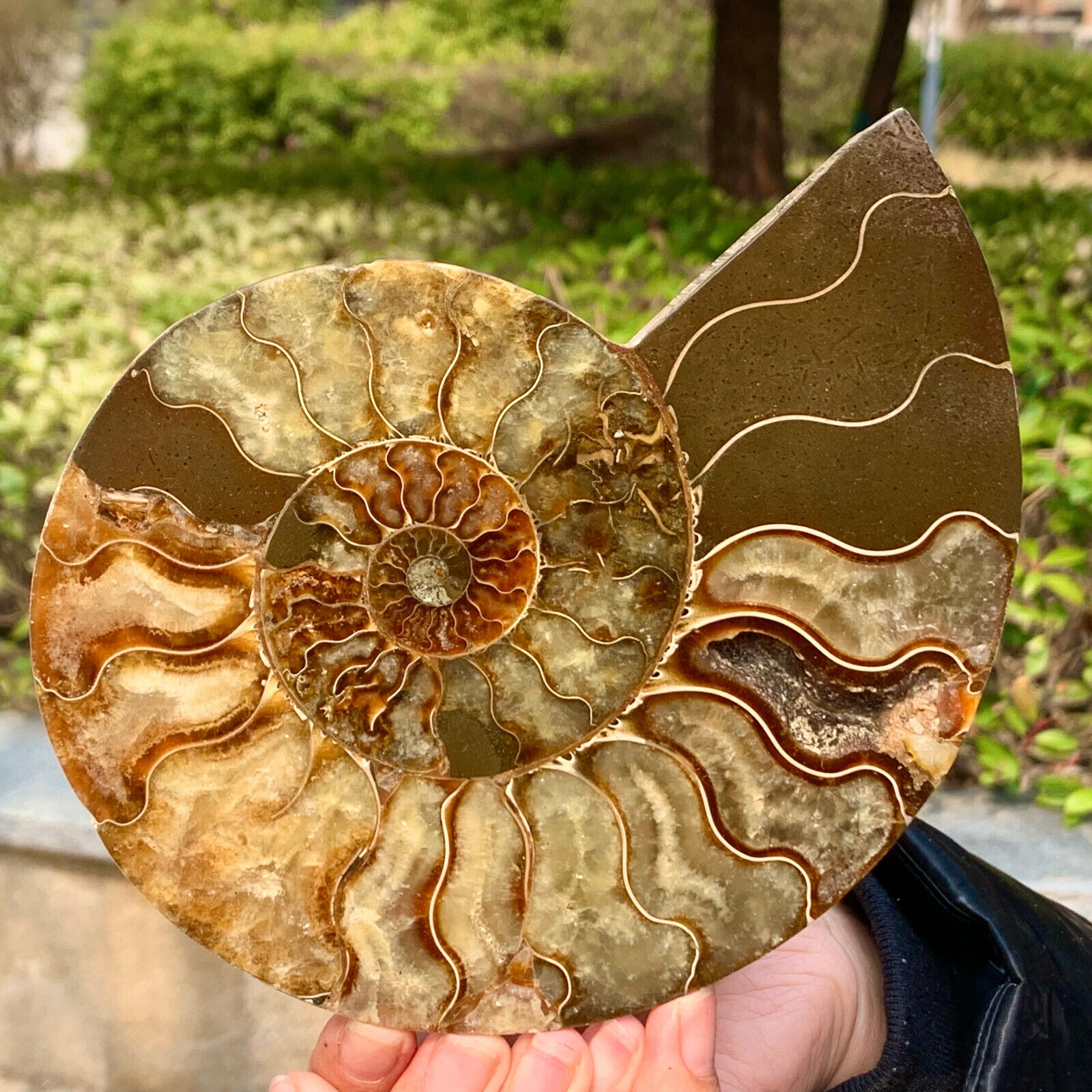 1.11LB Rare Natural Tentacle Ammonite FossilSpecimen Shell Healing Madagascar