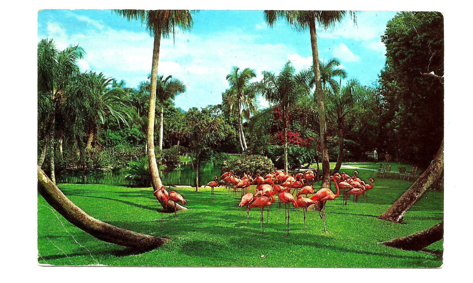 Sarasota FL Postcard Flamingo Jungle Gardens Florida