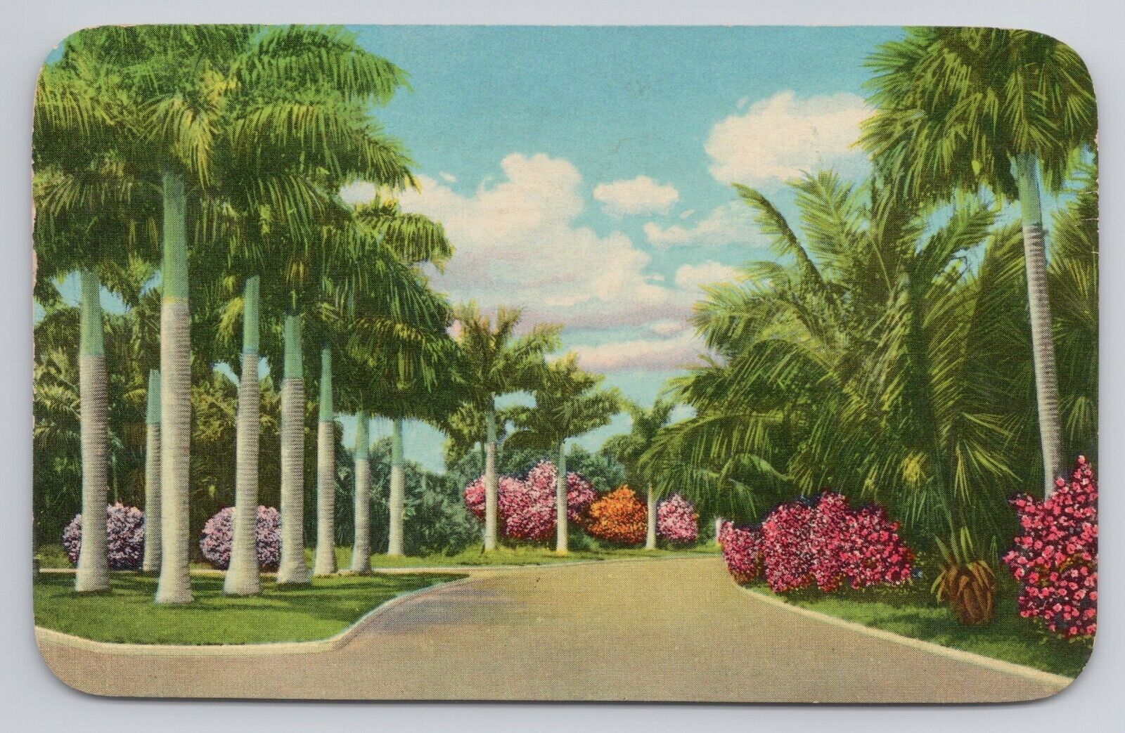 Postcard Florida\'s Majestic Royal Palms Florida 1955
