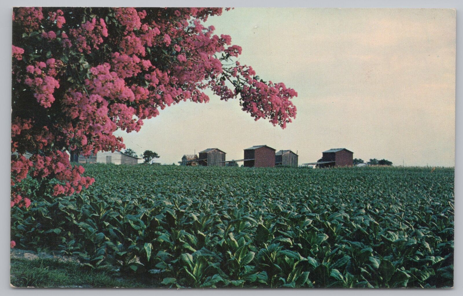 State View~Bright Leaf Tobacco Field~Vintage Postcard
