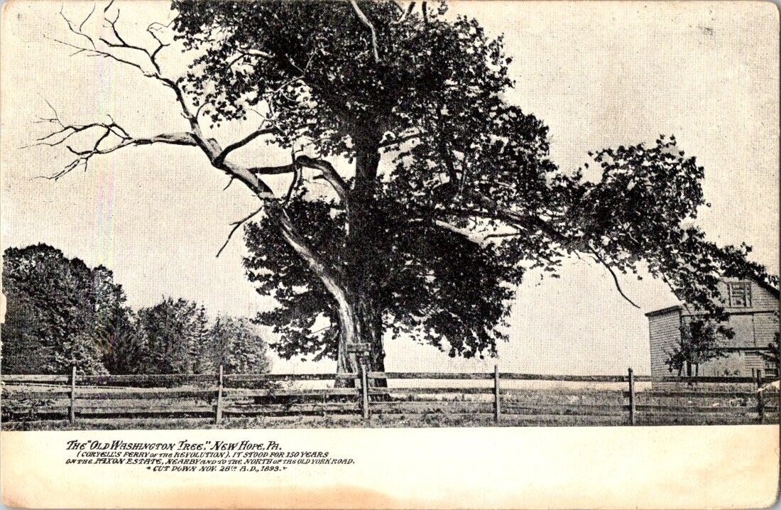 Undivided back-THE OLD WASHINGTON TREE\