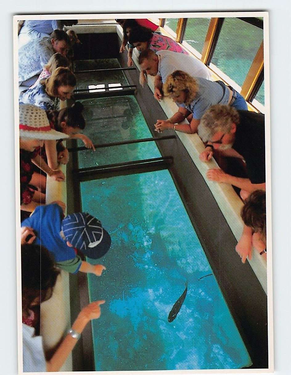 Postcard Glass Bottom Boat Interior Silver Springs Florida USA
