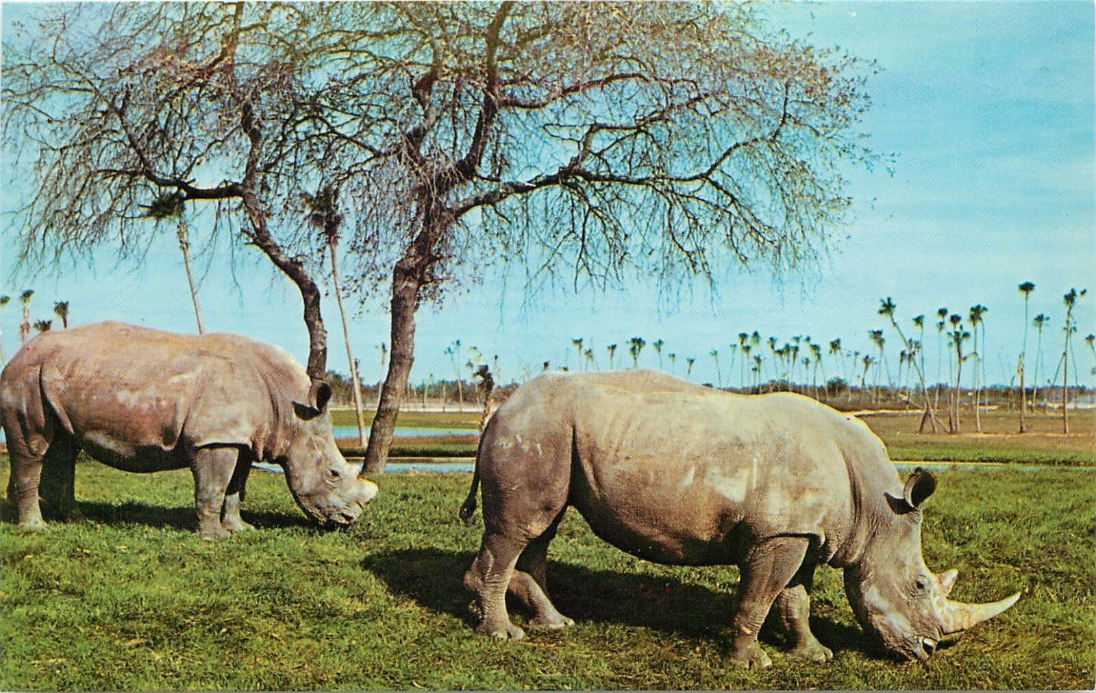 Tampa Florida Busch Gardens White Rhinoceroses Anheuser-Busch Brewery Postcard