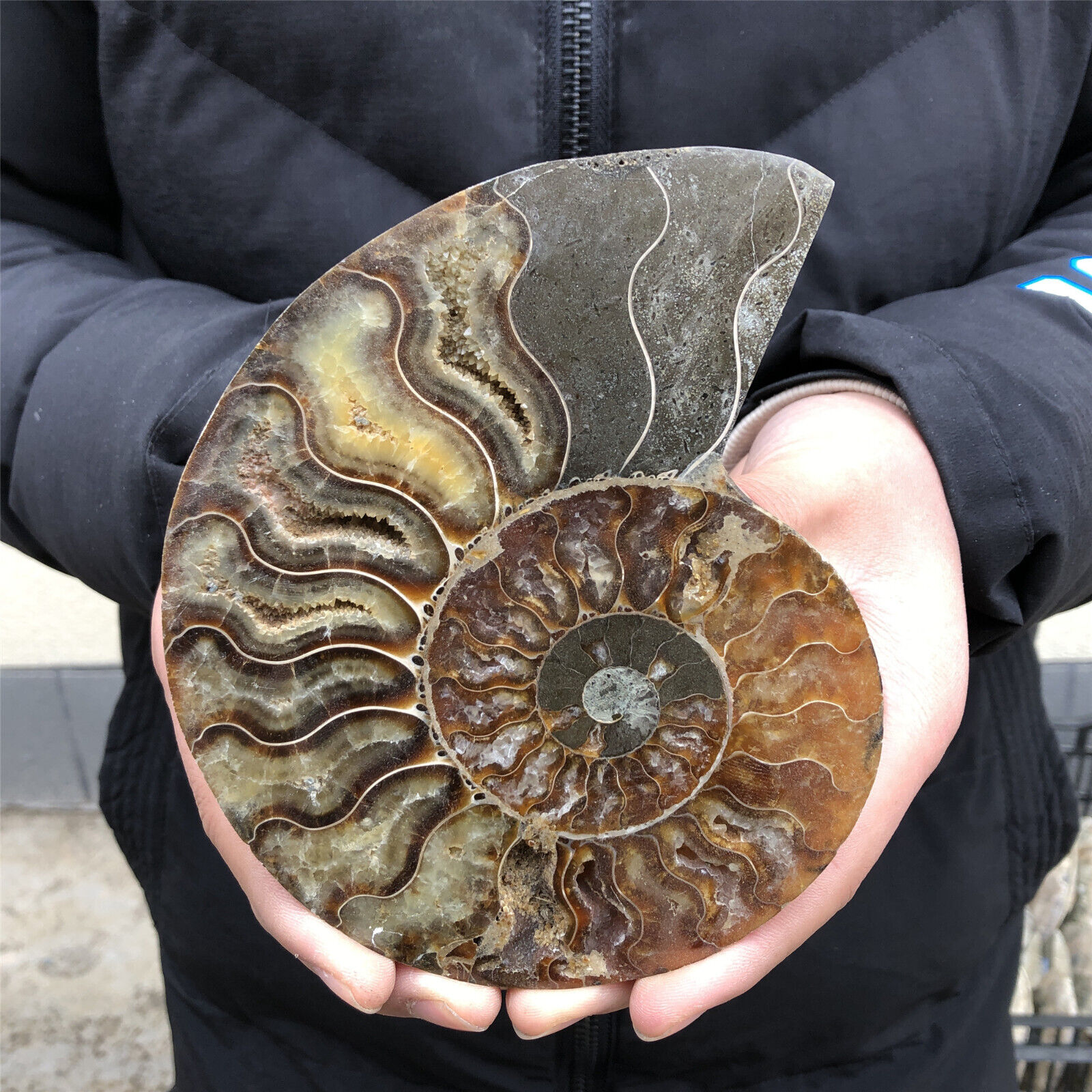 370g Unique Natural Ammonite Disc Fossil Conch Specimen Healing.XL2181