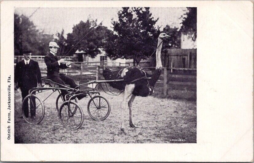 c1910s JACKSONVILLE, Florida Postcard Man in Sulky / Ostrich Cart - UNUSED