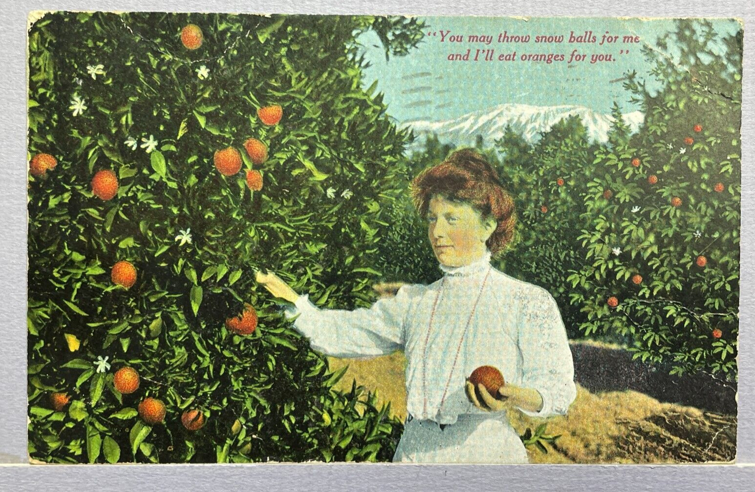 Postcard Vintage Orange Grove 1911 Los Angeles Postmark