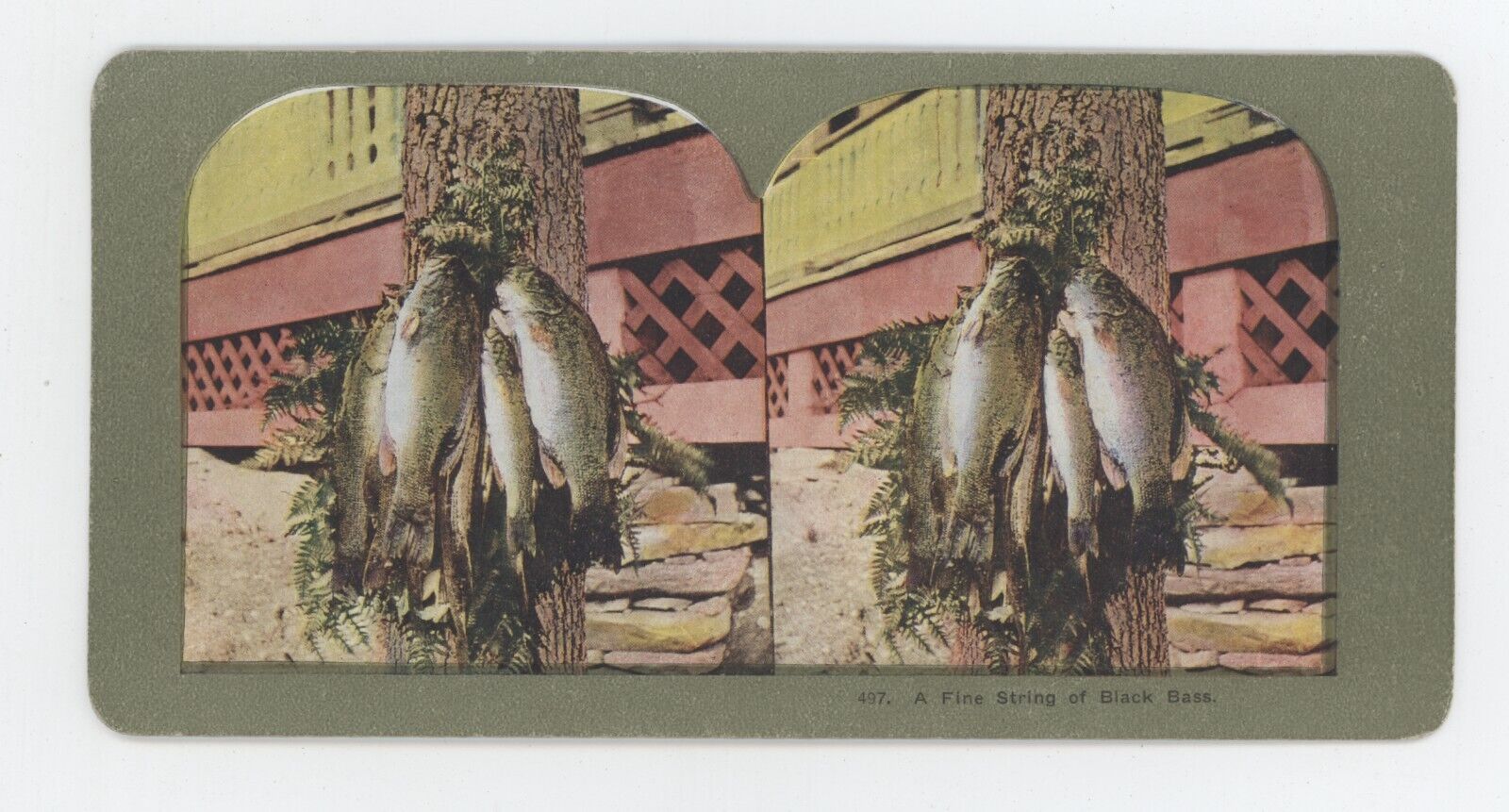 c1900's Colorized Stereoview A Fine String of Black Bass
