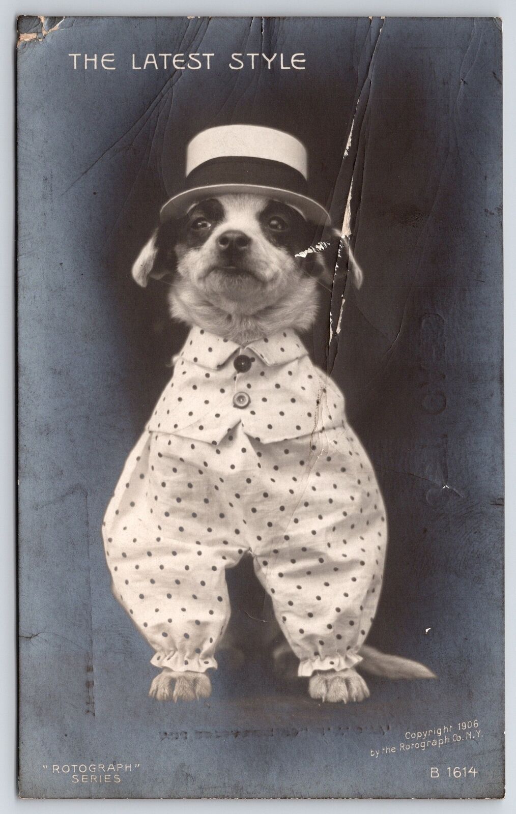 The Latest Style Cute Little Dog In Polka Dots White Shirt Attire Postcard
