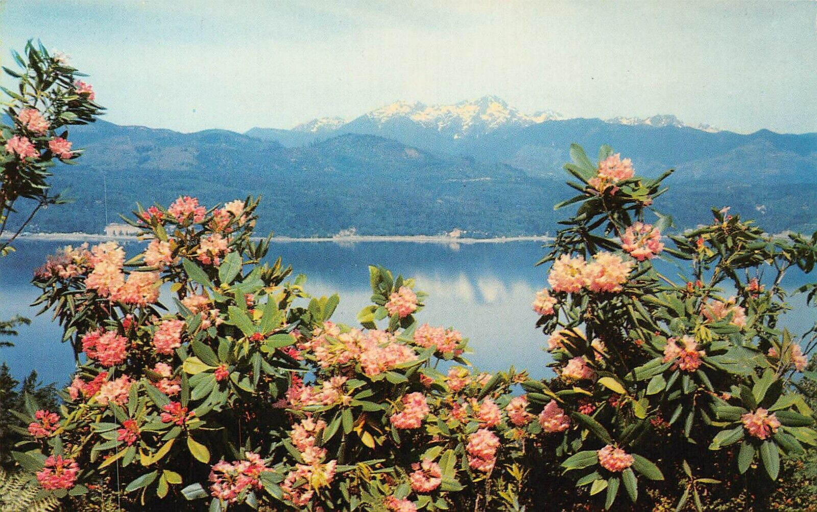 Mt Mount Olympus WA Washington Olympic Peninsula National park Vtg Postcard A1