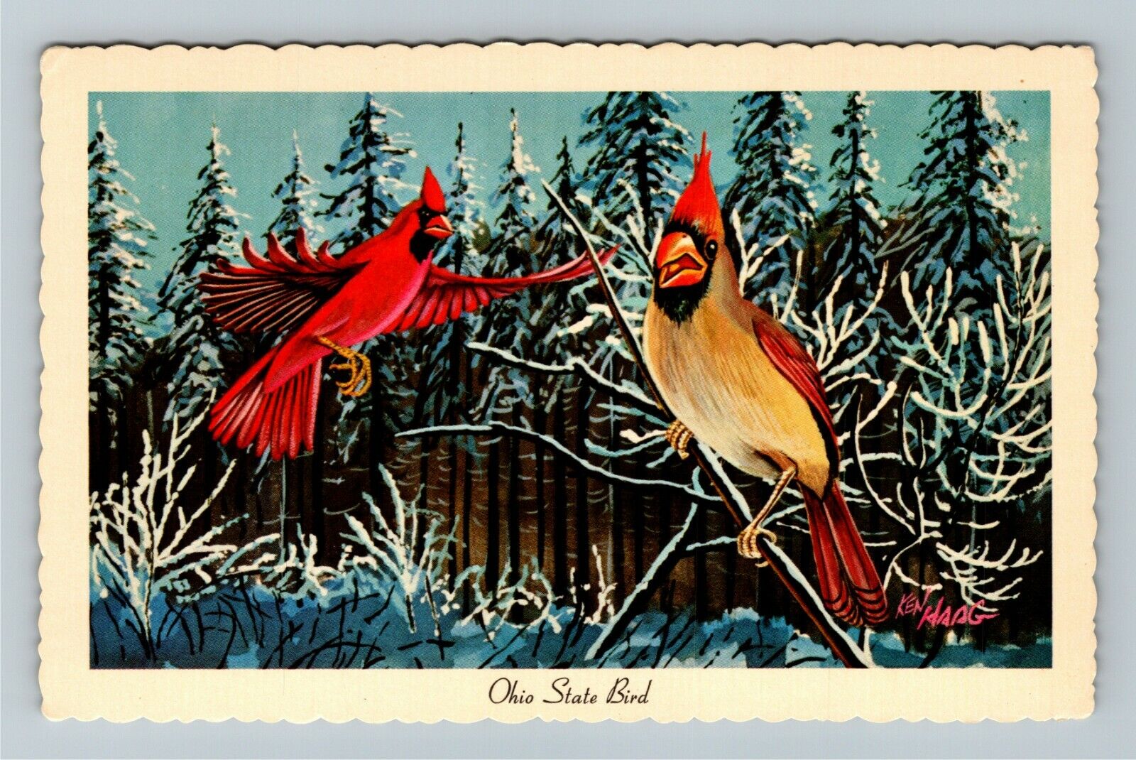 Cardinal, Ohio State Bird Vintage Souvenir Postcard