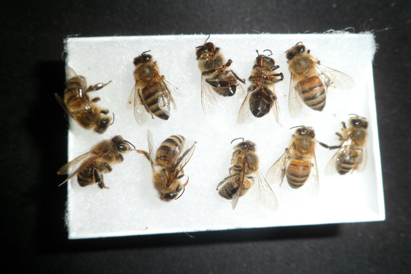 ⭐️ 24 REAL Honeybees 12 DRYED & 12 WET SPECIMEN INSECT TAXIDERMY * 