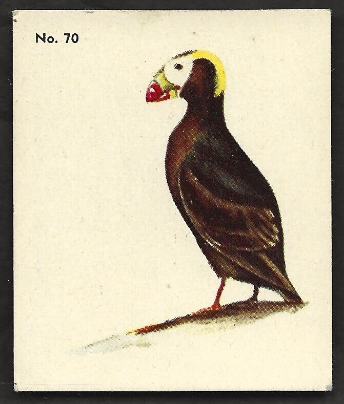1952 TUFTED PUFFIN Card PARKHURST Gum V339-2 Audubon BIRDS Canadian #70 Bird