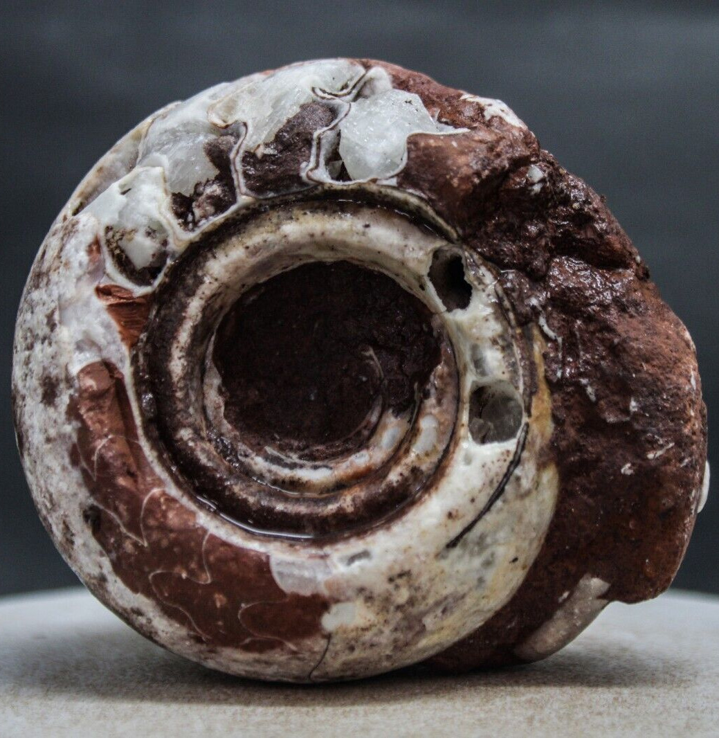 294gr  Amazing Whole Permian Ammonite Fossil Rough Mollusca Timor