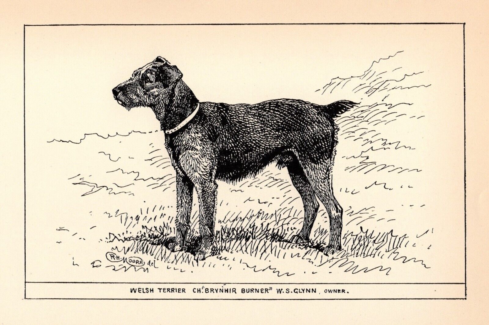 Antique Welsh Terrier Print 1912 Moore Ch Brynhir Burner Wall Art Decor 4812L