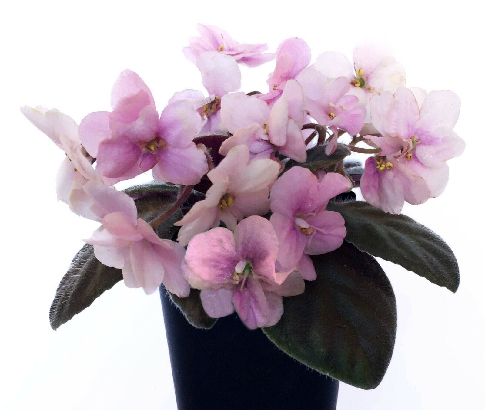African Violet \'Loupy Lou\' (M)--Showy Large Blooms--TWO LEAVES