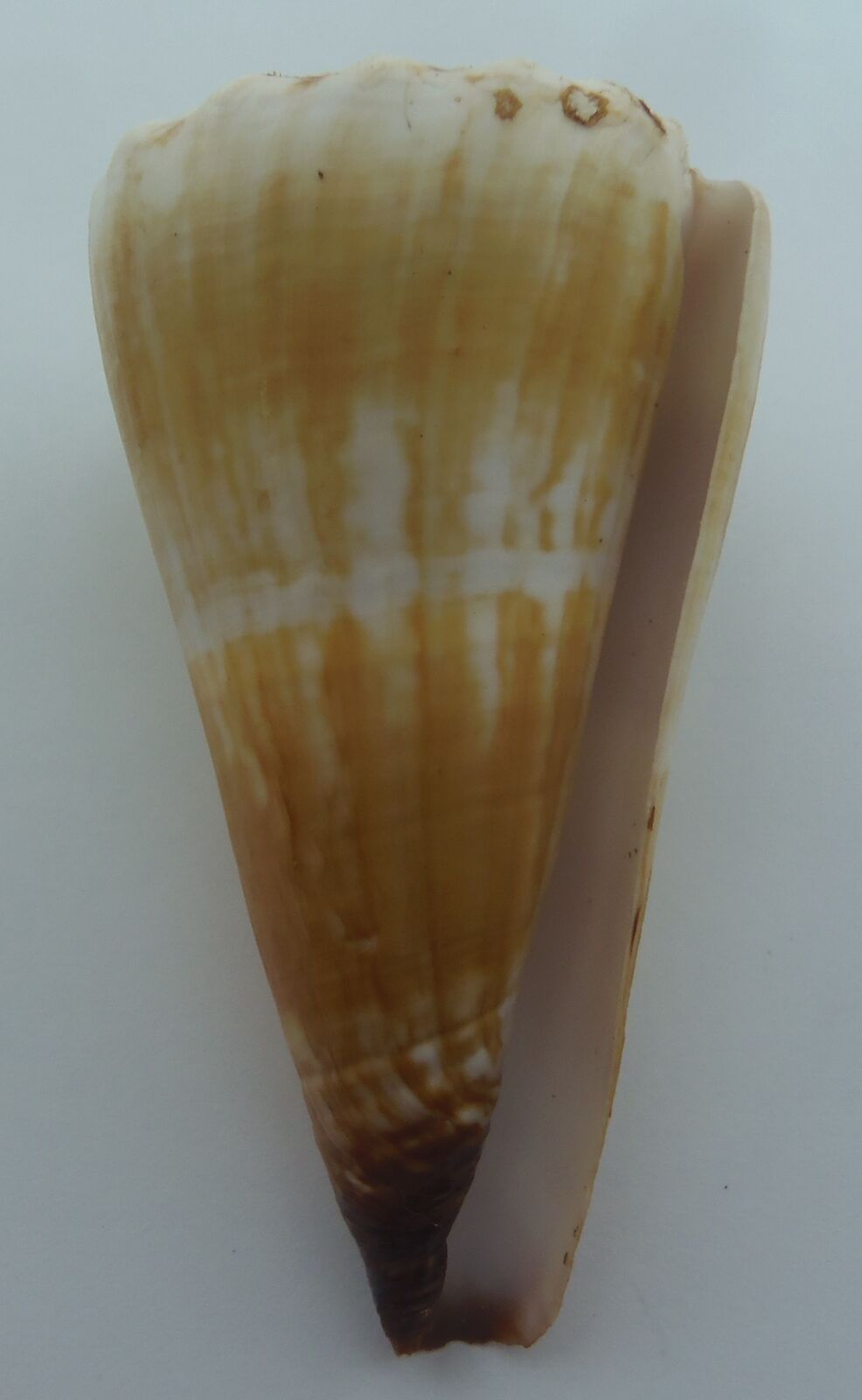 Seashell Distant Cone Conus distans