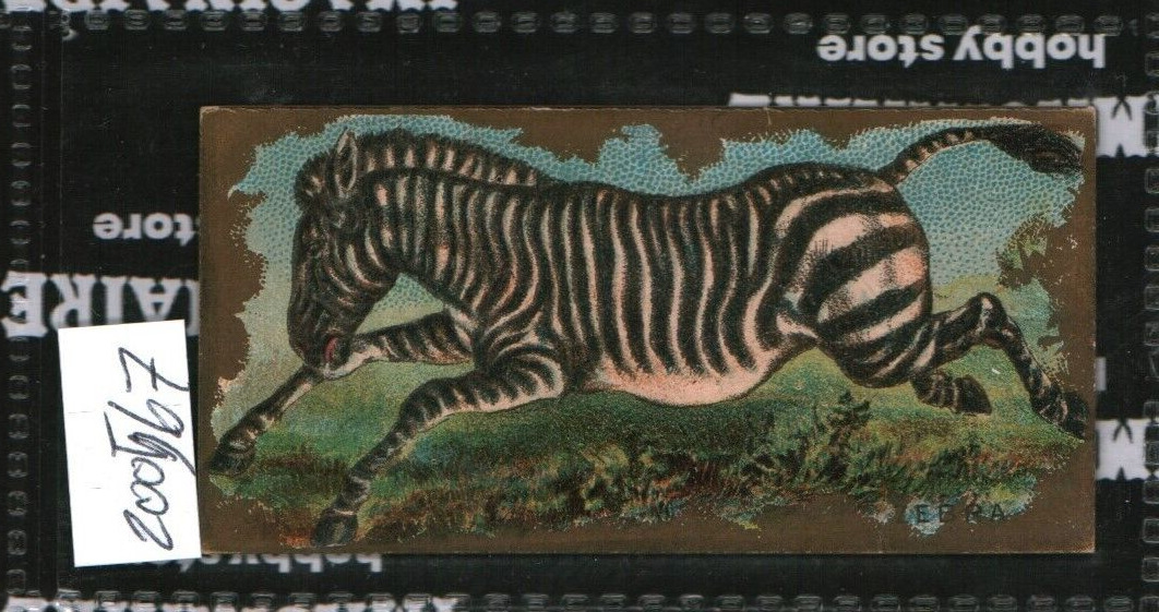 1888 Kinney Bros High Class Cigar N216 Animals - Zebra (200567)